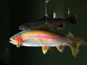 Rainbow Trout swims through the air on the Trout Mobile. 