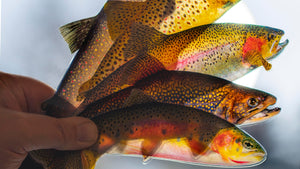 rainbow, brown, brook trout